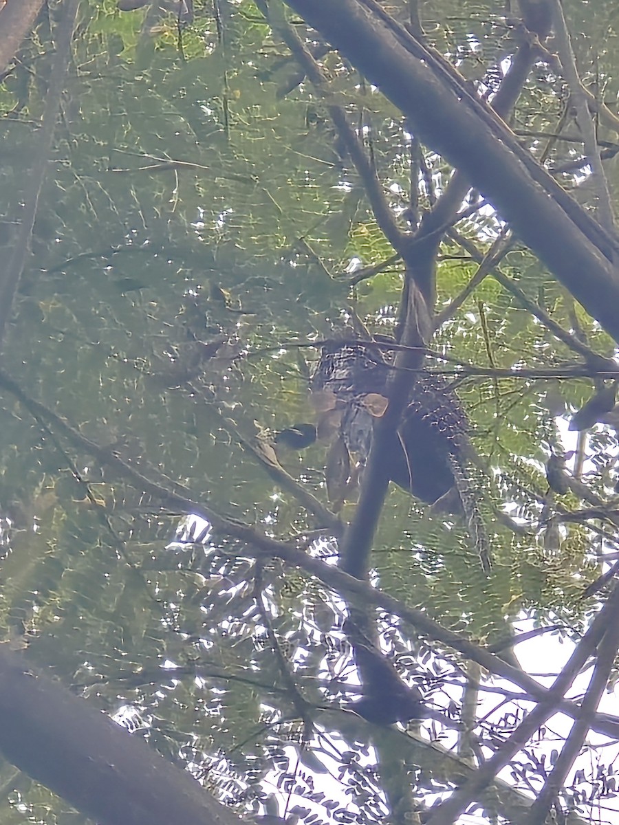 kukačka koel - ML645833075