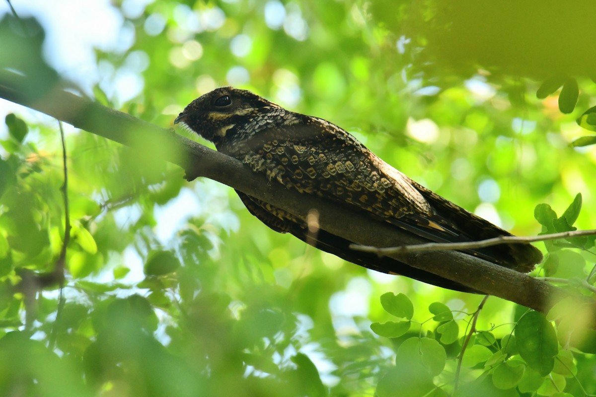 Gray Nightjar - ML645833077