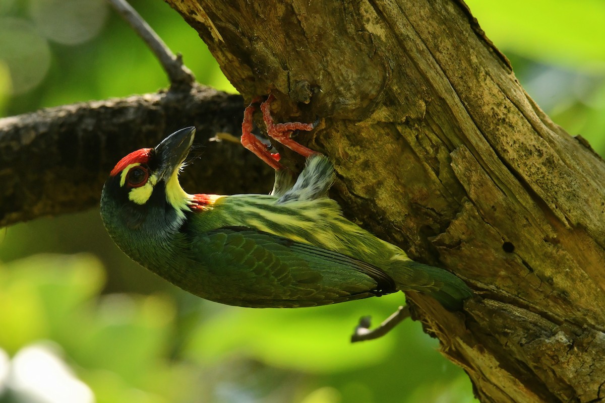 Coppersmith Barbet - ML645833078