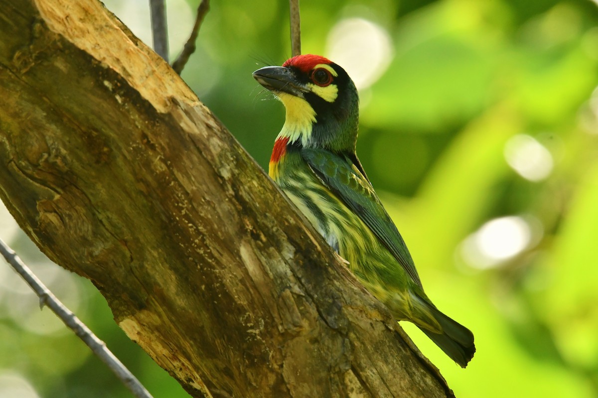 Coppersmith Barbet - ML645833079