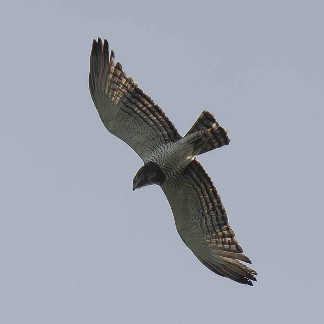 Beaudouin's Snake-Eagle - ML645833080