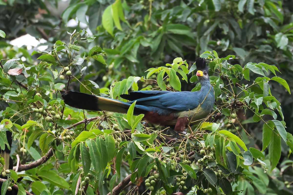 Riesenturako - ML645833082