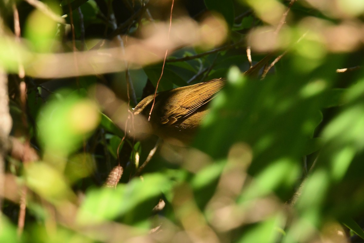 Radde's Warbler - ML645833083