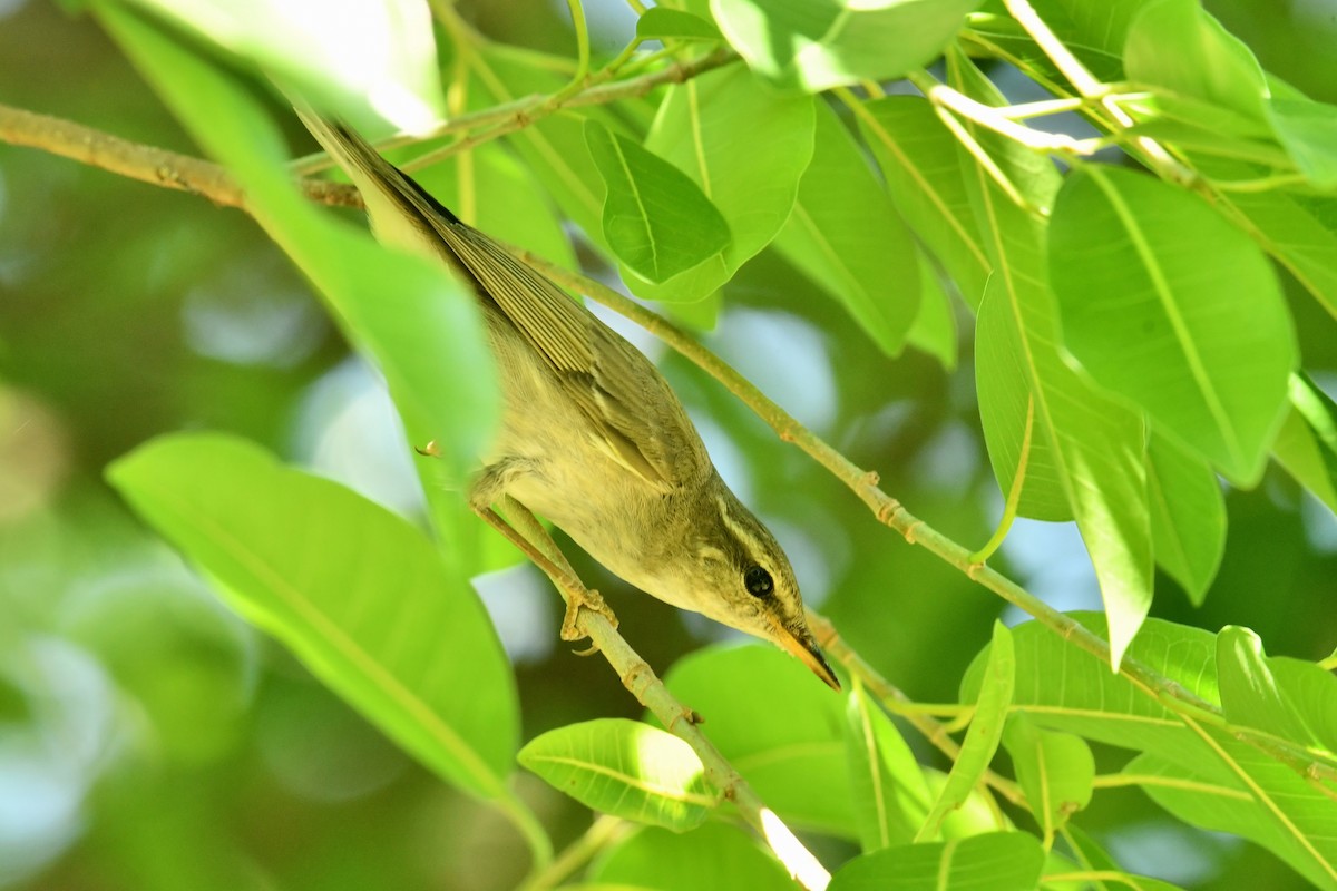 Arctic Warbler - ML645833085