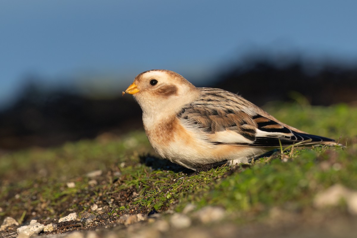 sněhule severní - ML645833086