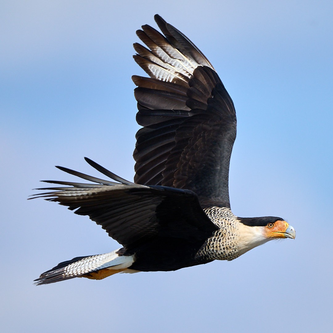 Crested Caracara - ML645833087