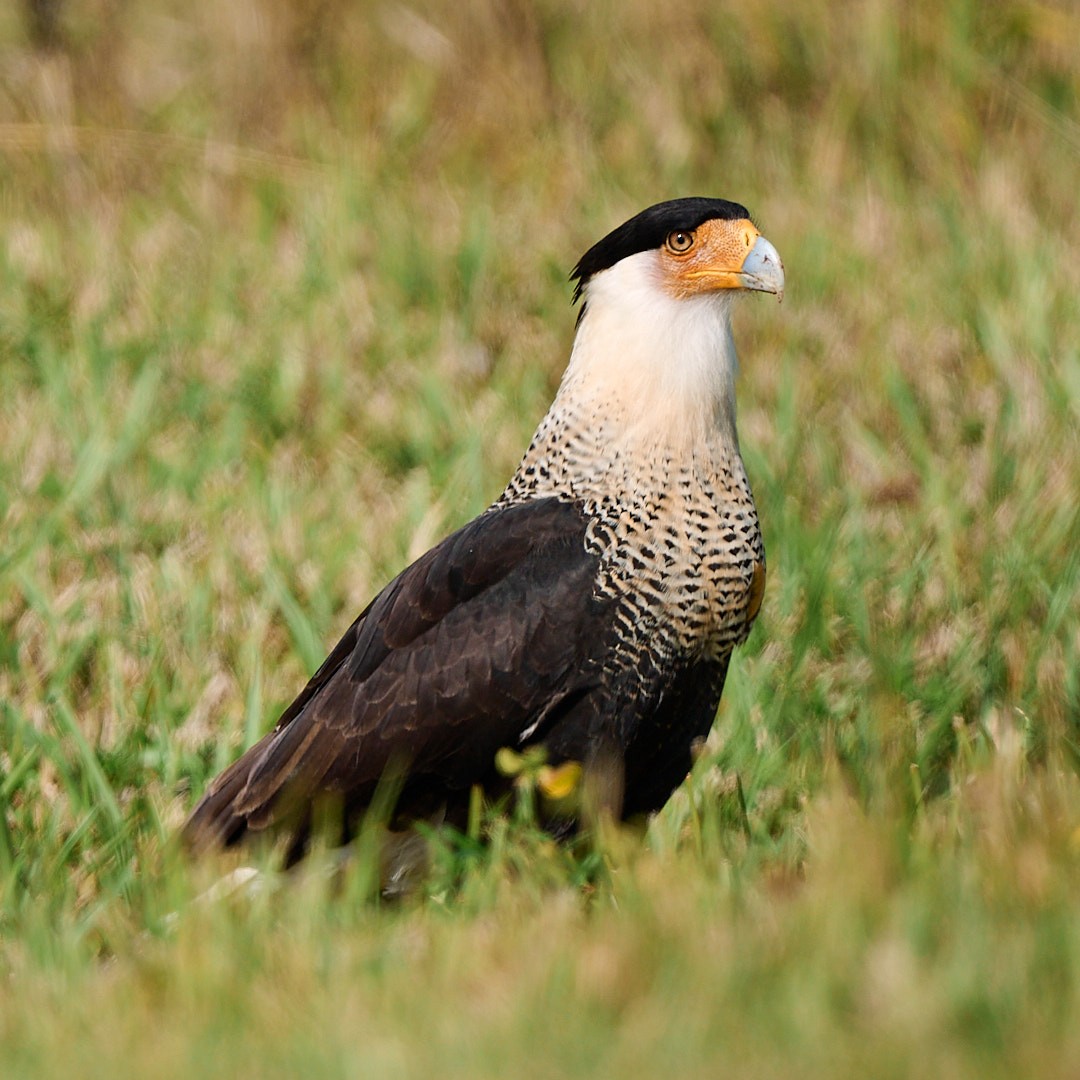 Crested Caracara - ML645833088
