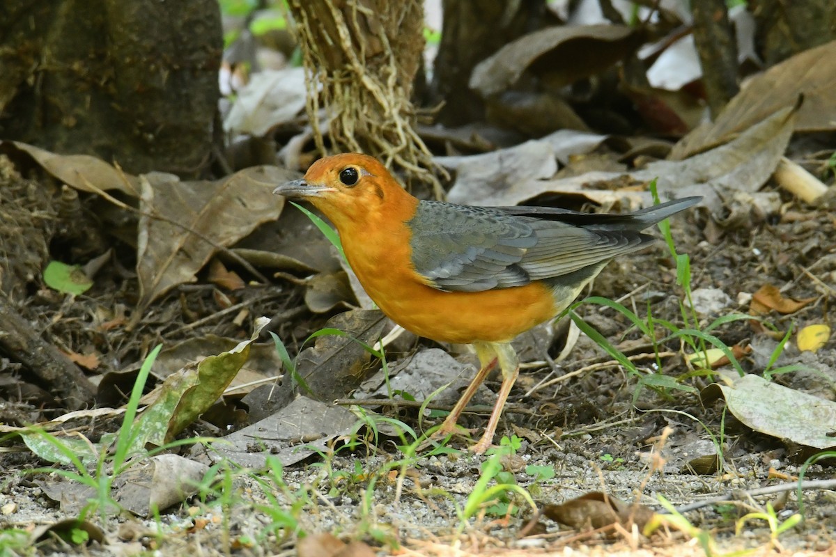 Orange-headed Thrush - ML645833089