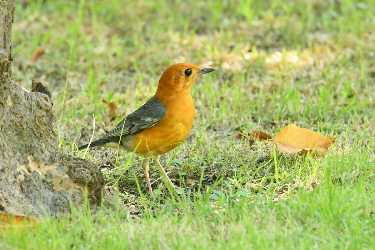 Orange-headed Thrush - ML645833090