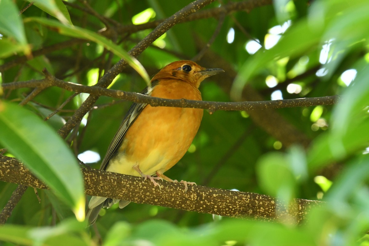 Orange-headed Thrush - ML645833091