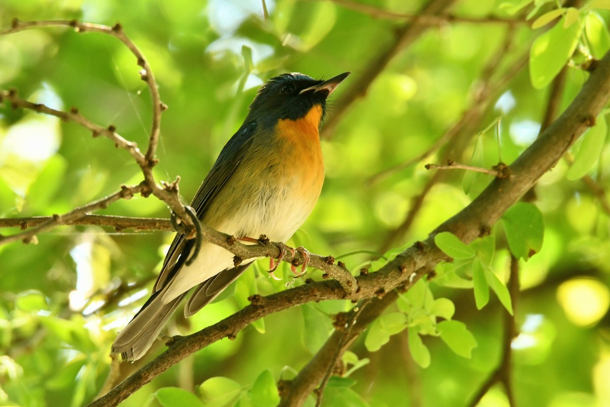 Chinese Blue Flycatcher - ML645833095