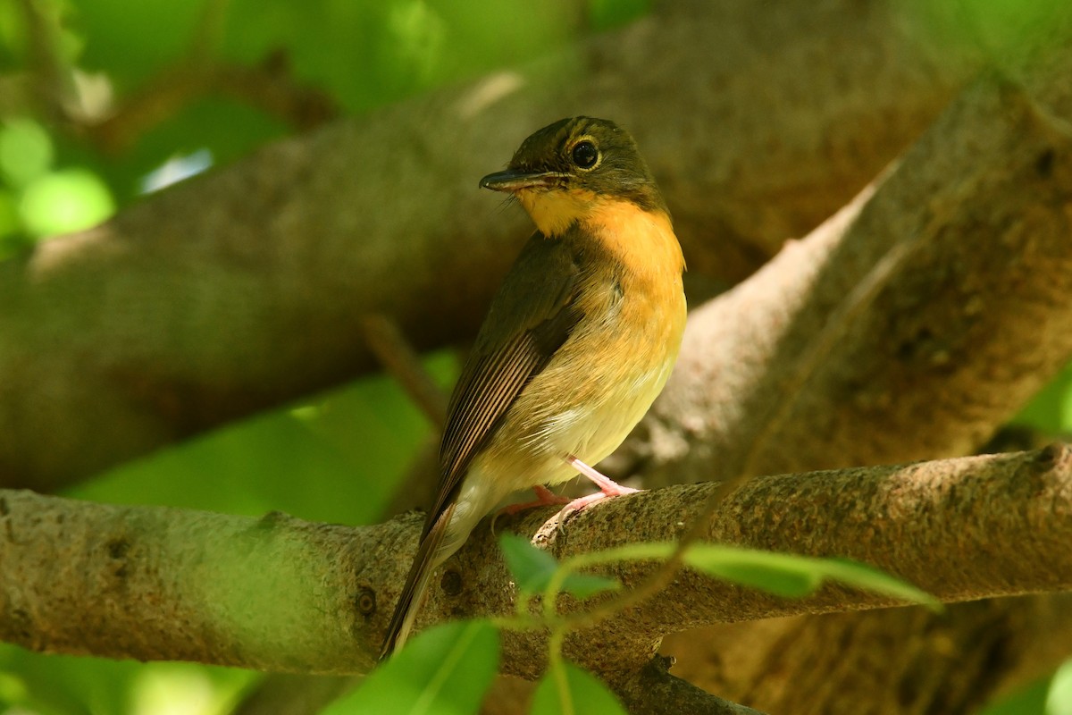 Large Blue Flycatcher - ML645833097