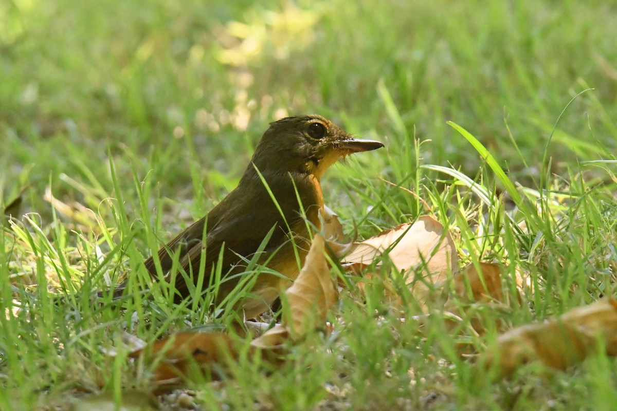 Large Blue Flycatcher - ML645833098
