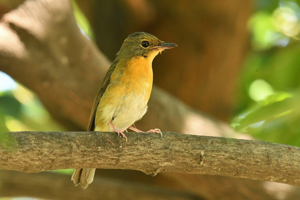 Large Blue Flycatcher - ML645833099