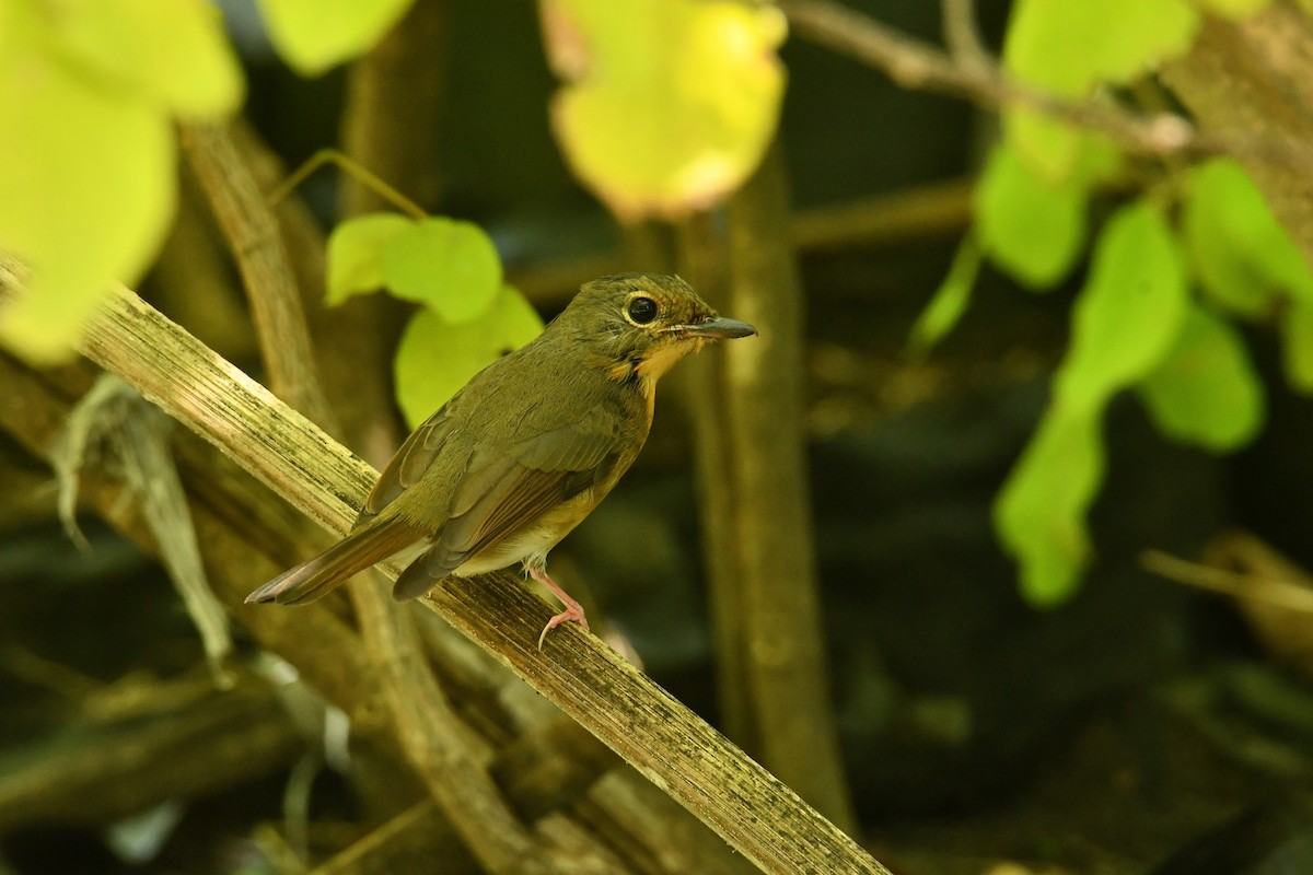 Large Blue Flycatcher - ML645833100