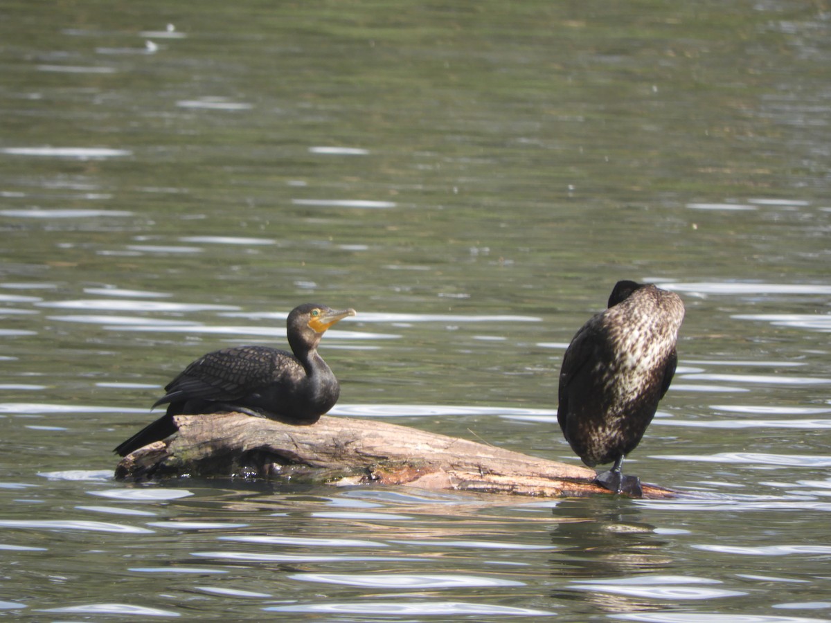 Grand Cormoran - ML645833101