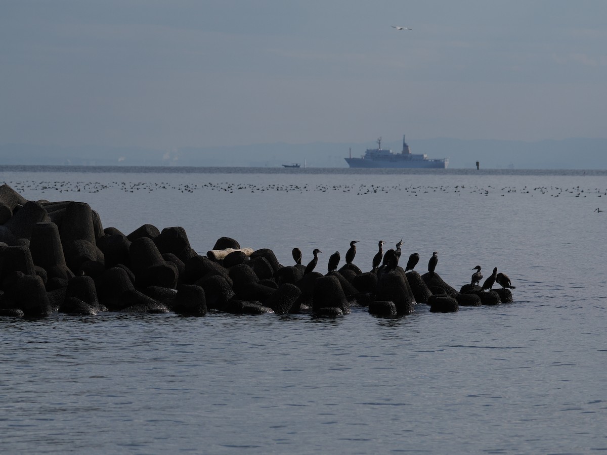 Grand Cormoran - ML645833102