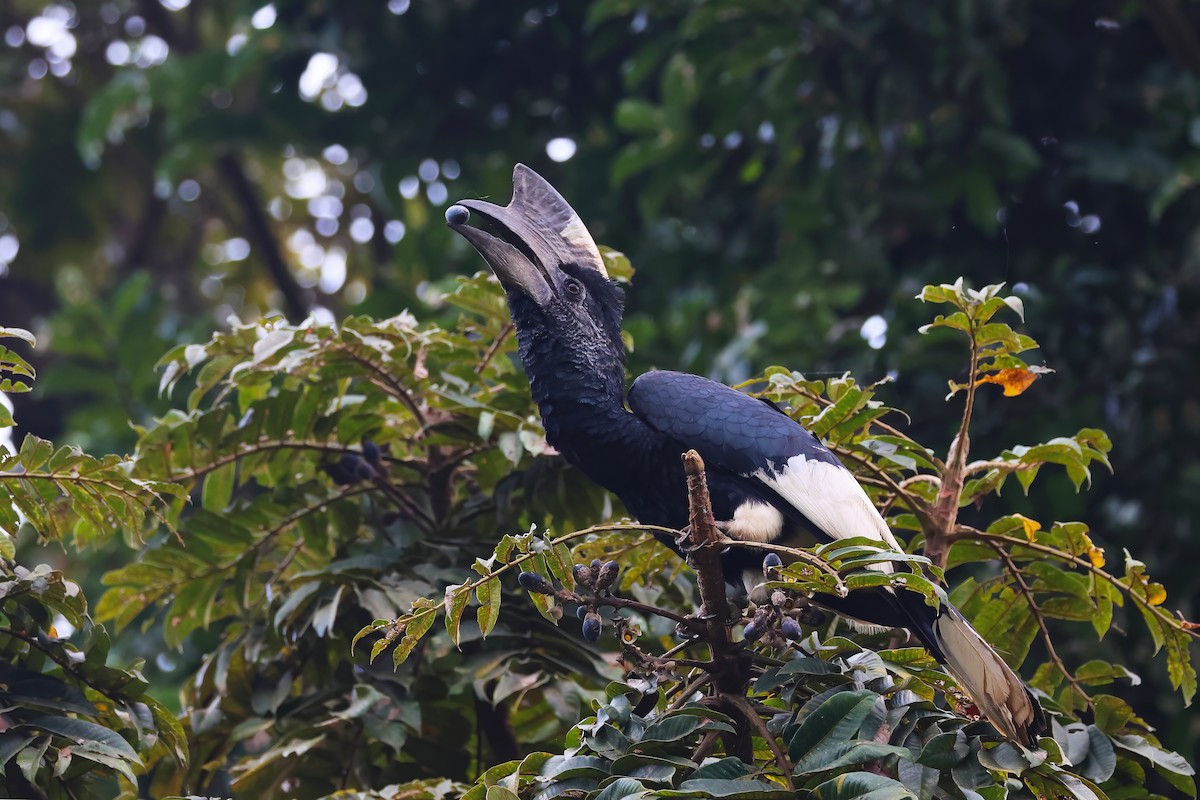 Calao à joues grises - ML645833103