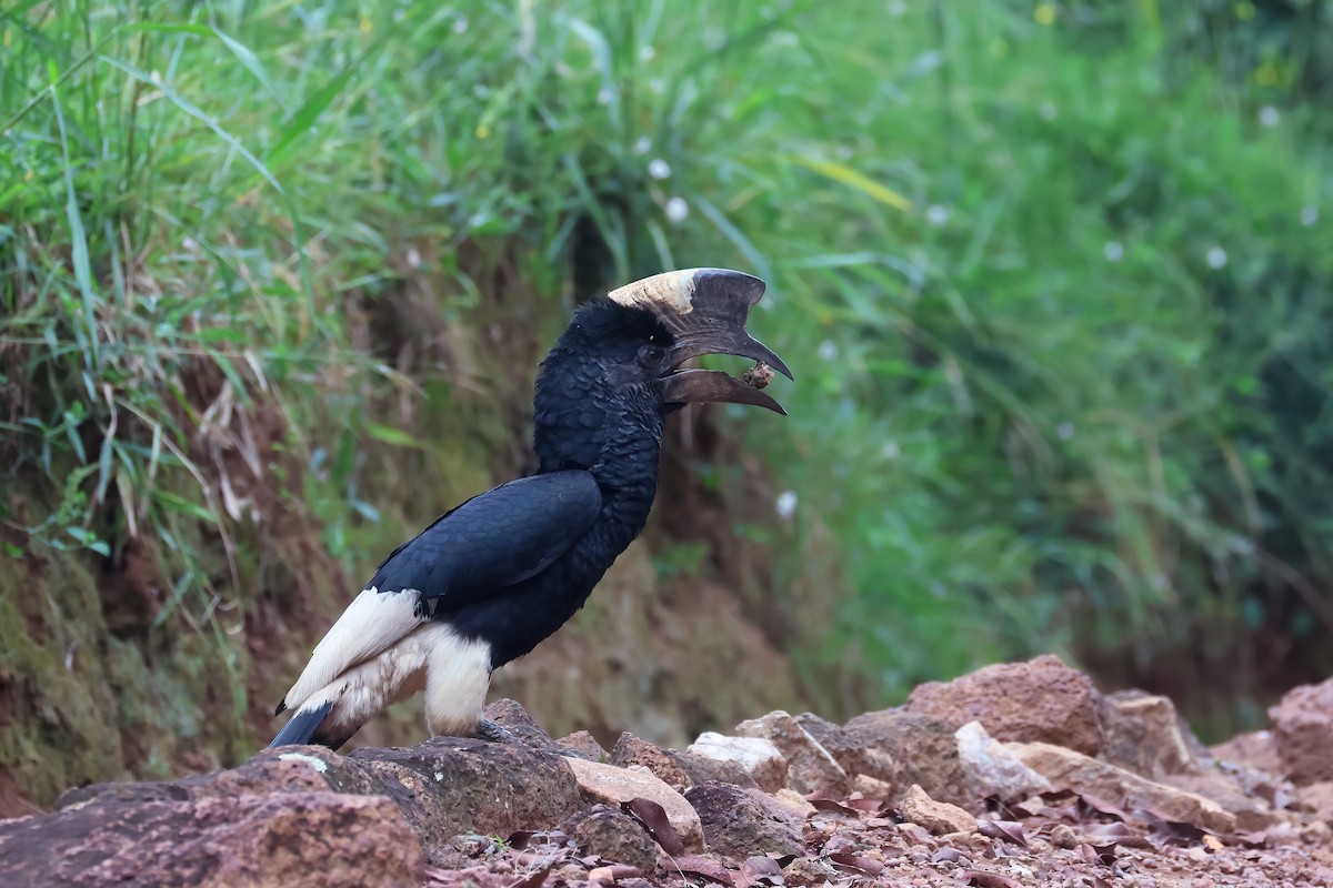 Calao à joues grises - ML645833104