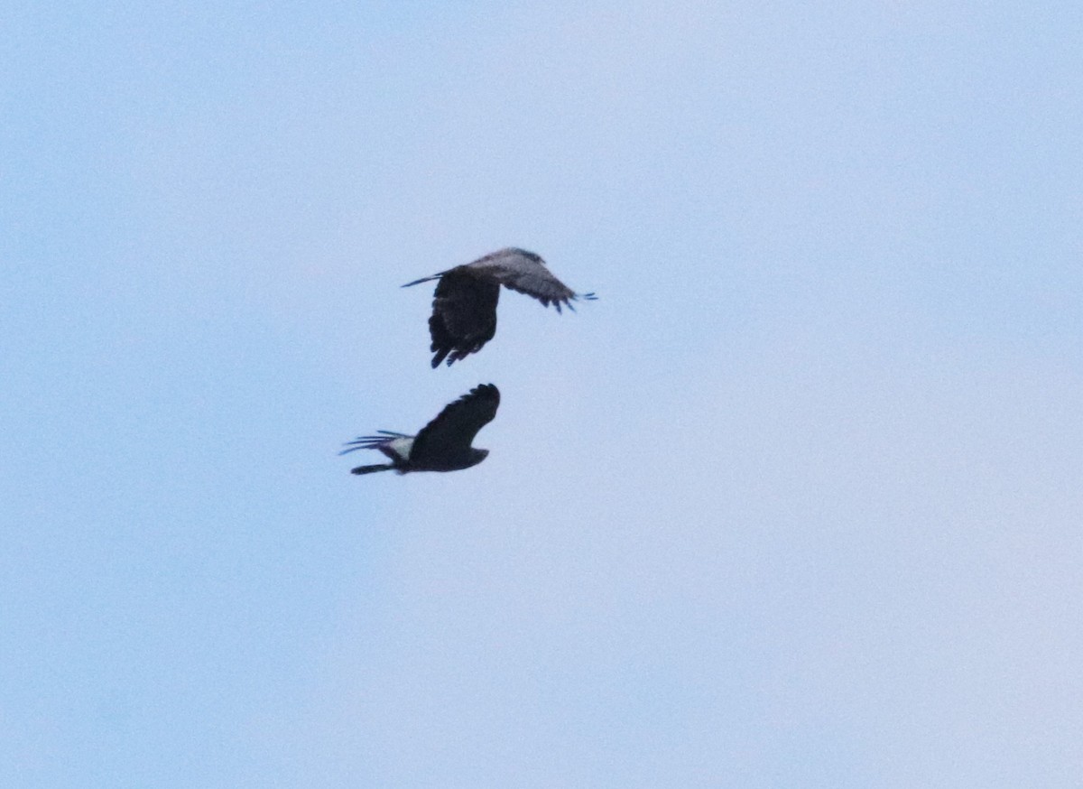 Gymnogène d'Afrique - ML645833105