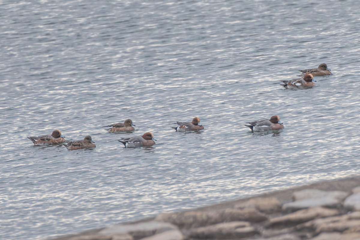 Canard siffleur - ML645833106