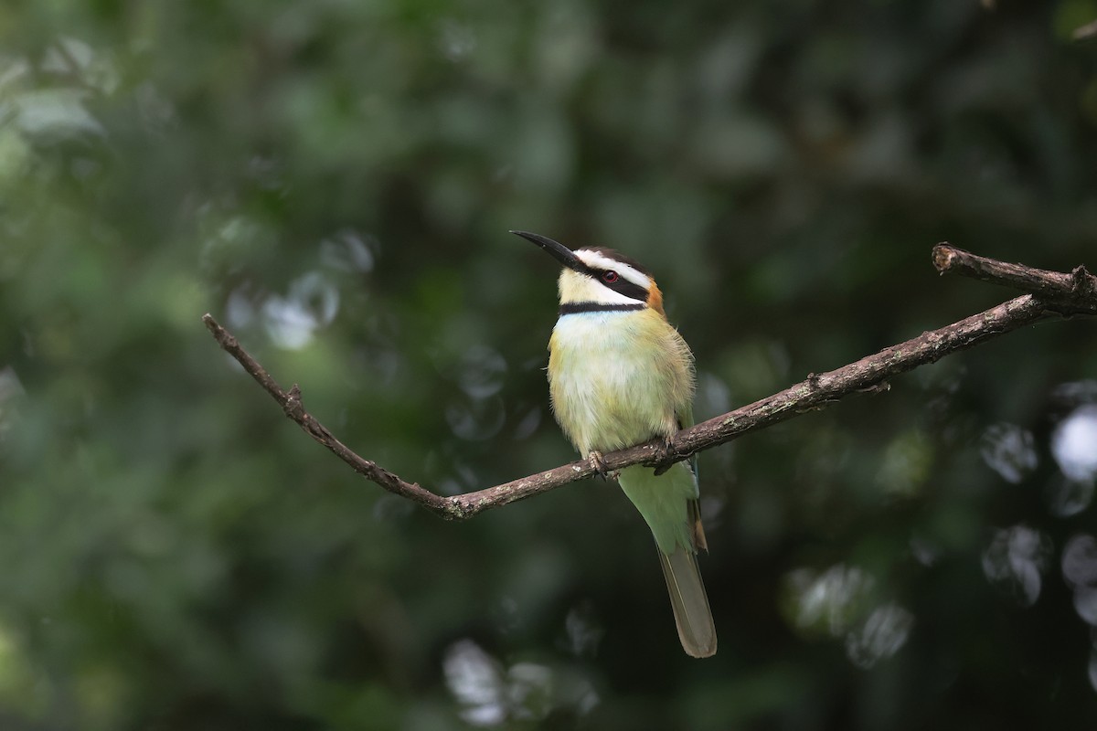 Guêpier à gorge blanche - ML645833107