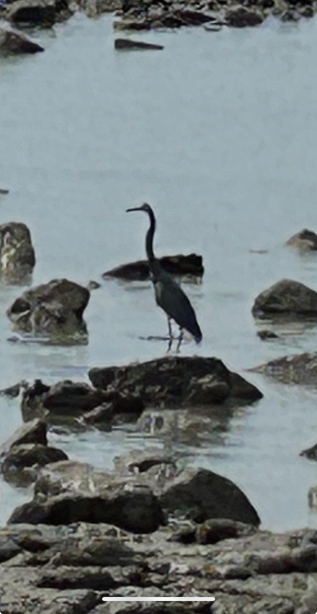 Aigrette tricolore - ML645833111