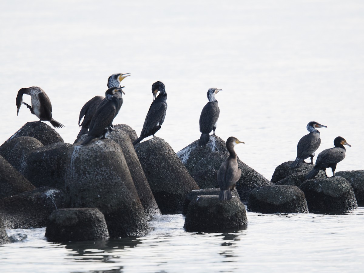 Grand Cormoran - ML645833112