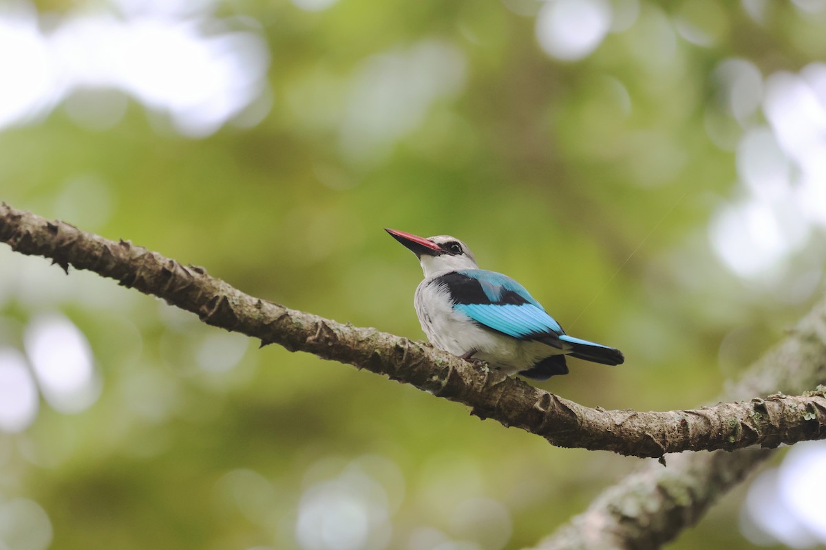 Martin-chasseur du Sénégal - ML645833114