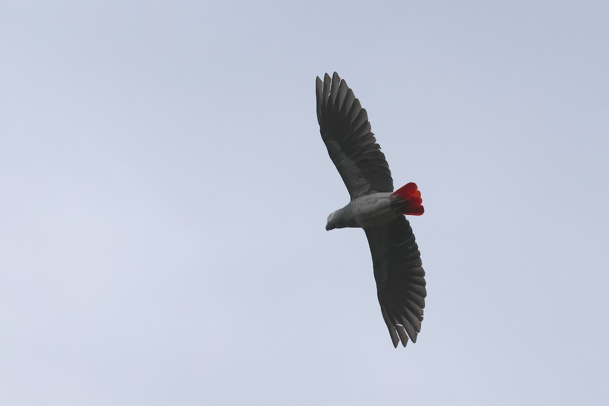 Perroquet jaco - ML645833116