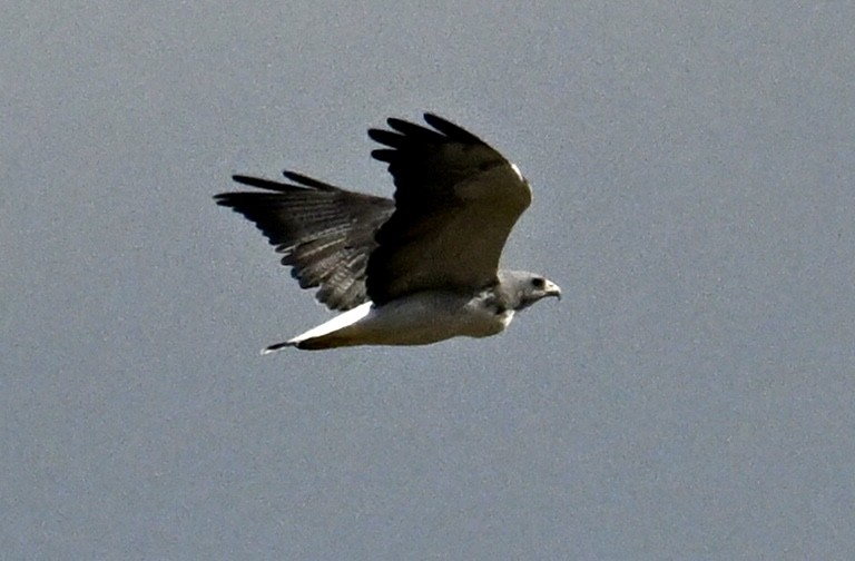 Buse à queue blanche - ML645833118