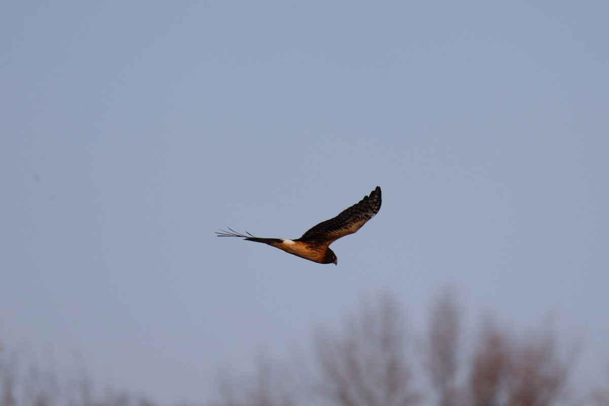 Busard des marais - ML645833121