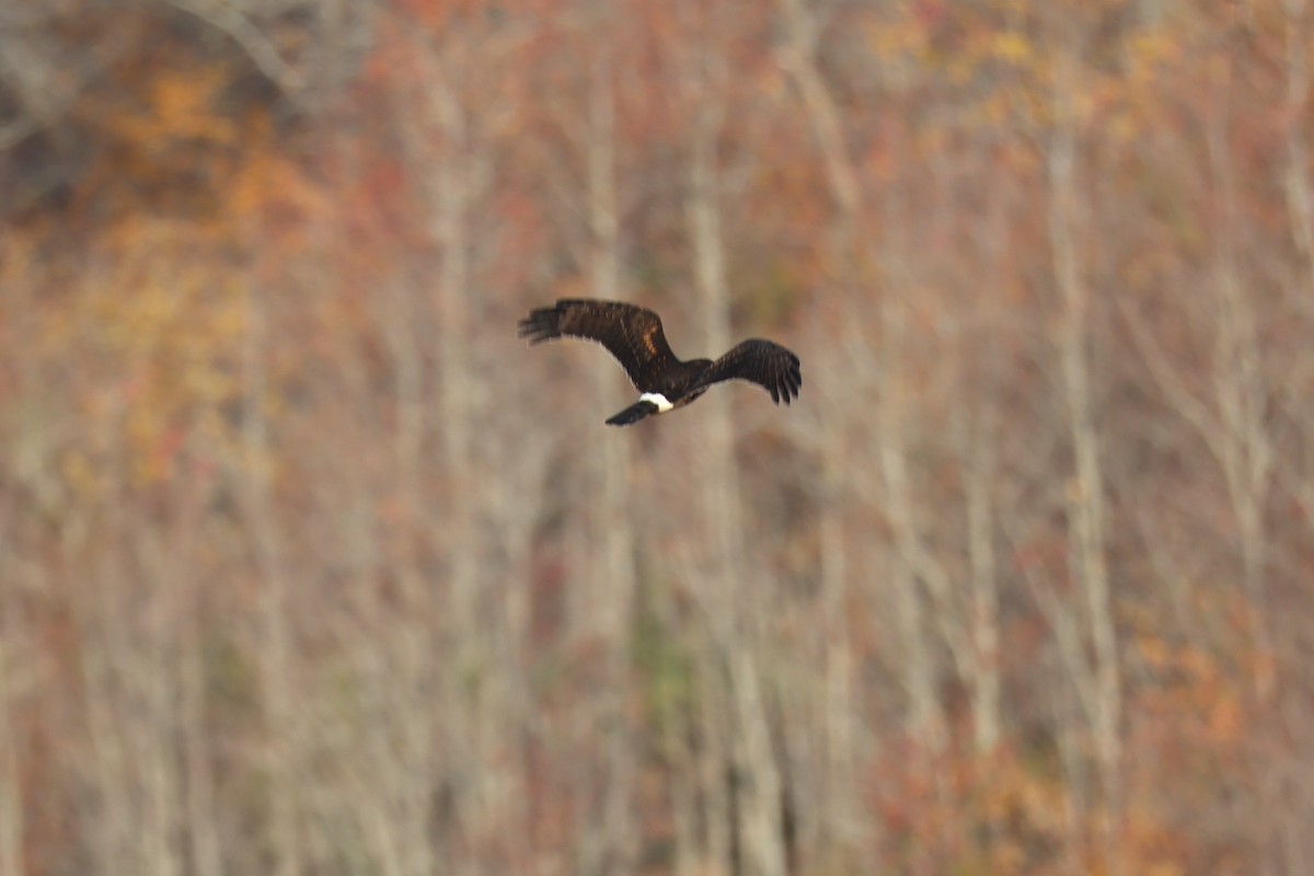 Busard des marais - ML645833122