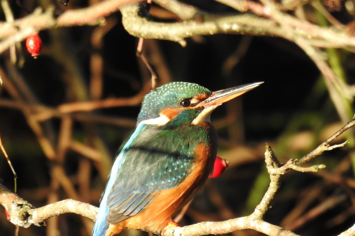 Martin-pêcheur d'Europe - ML645833123