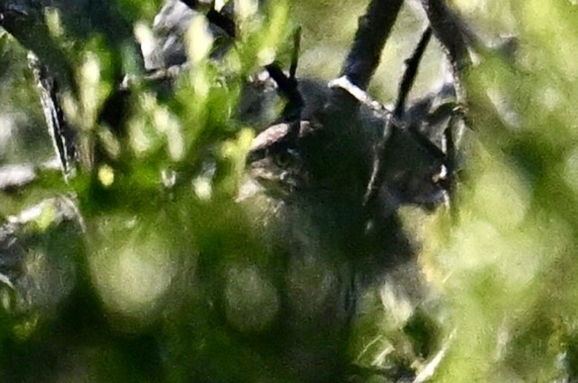 Chevêchette brune - ML645833124