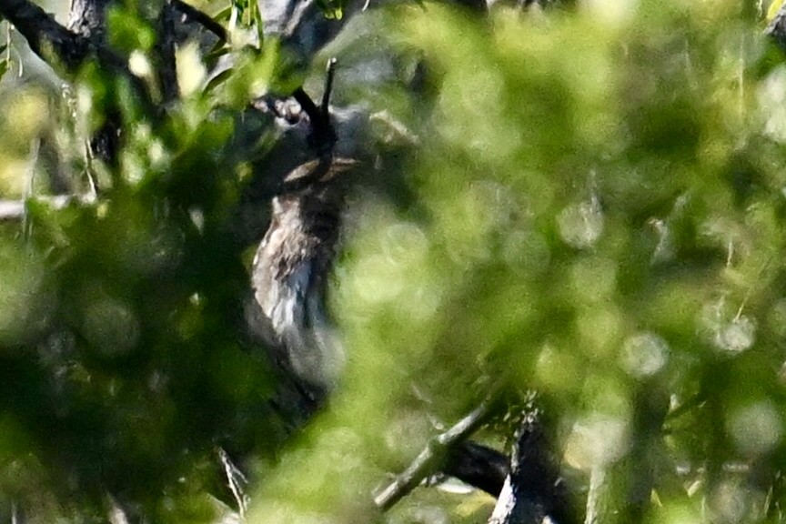 Chevêchette brune - ML645833125