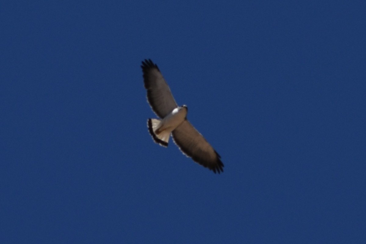 Buse tricolore - ML645833126