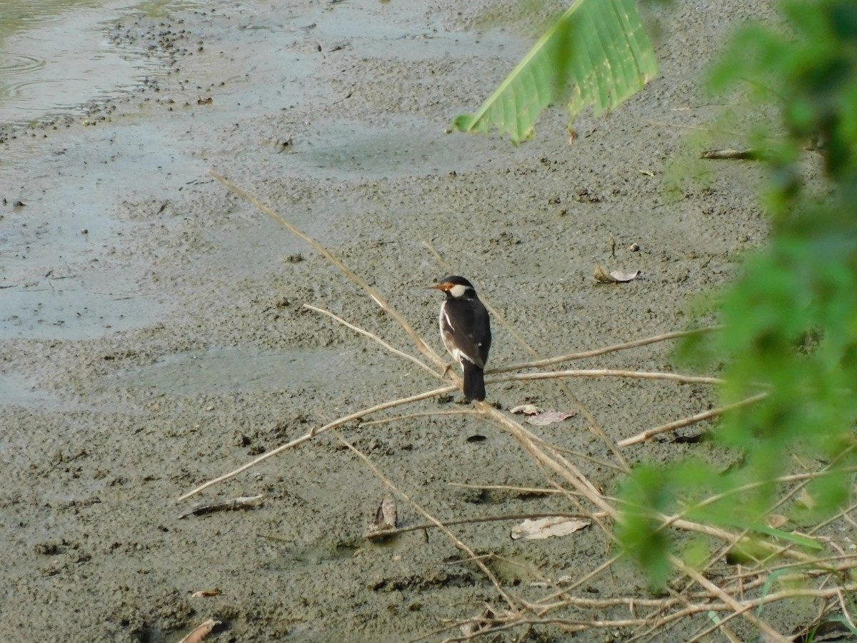 Indian Pied Starling - ML645833130