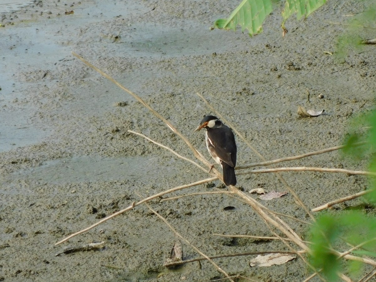 Indian Pied Starling - ML645833133