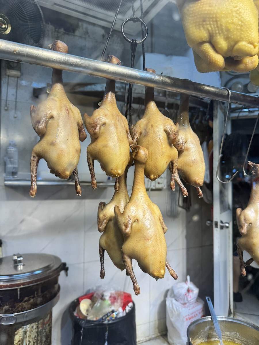 Rock Pigeon (Feral Pigeon) - ML645833137