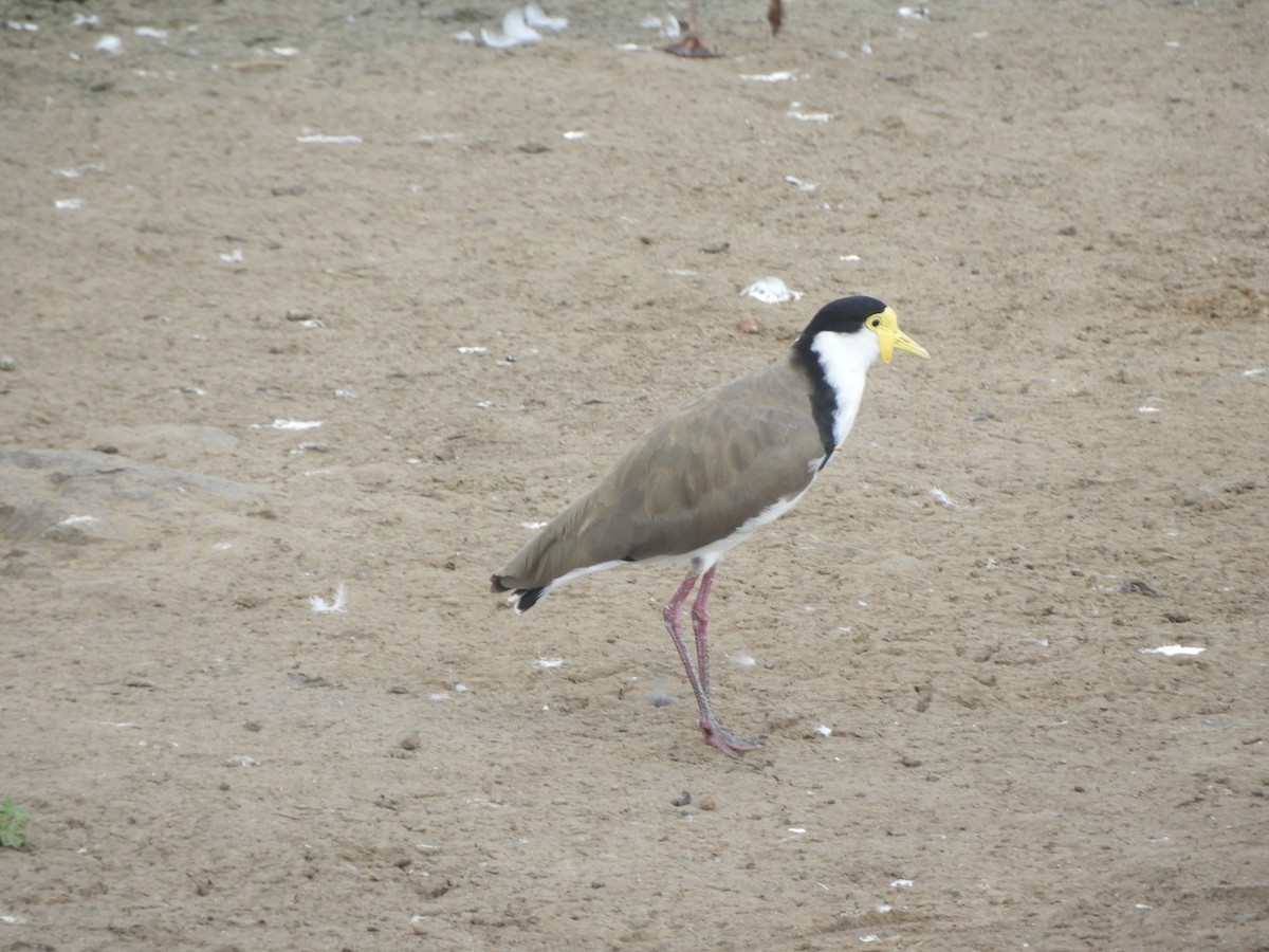 Hegabera maskaraduna - ML645833141