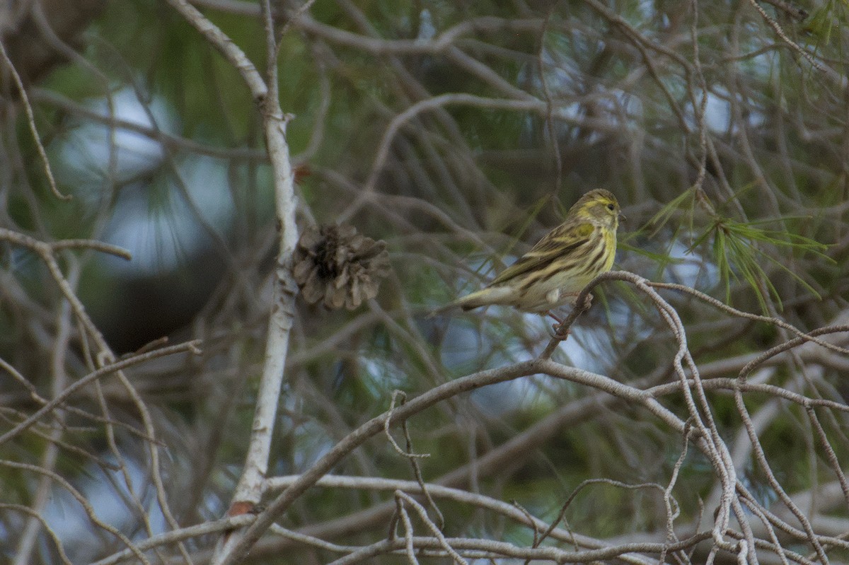 Girlitz - ML645833171