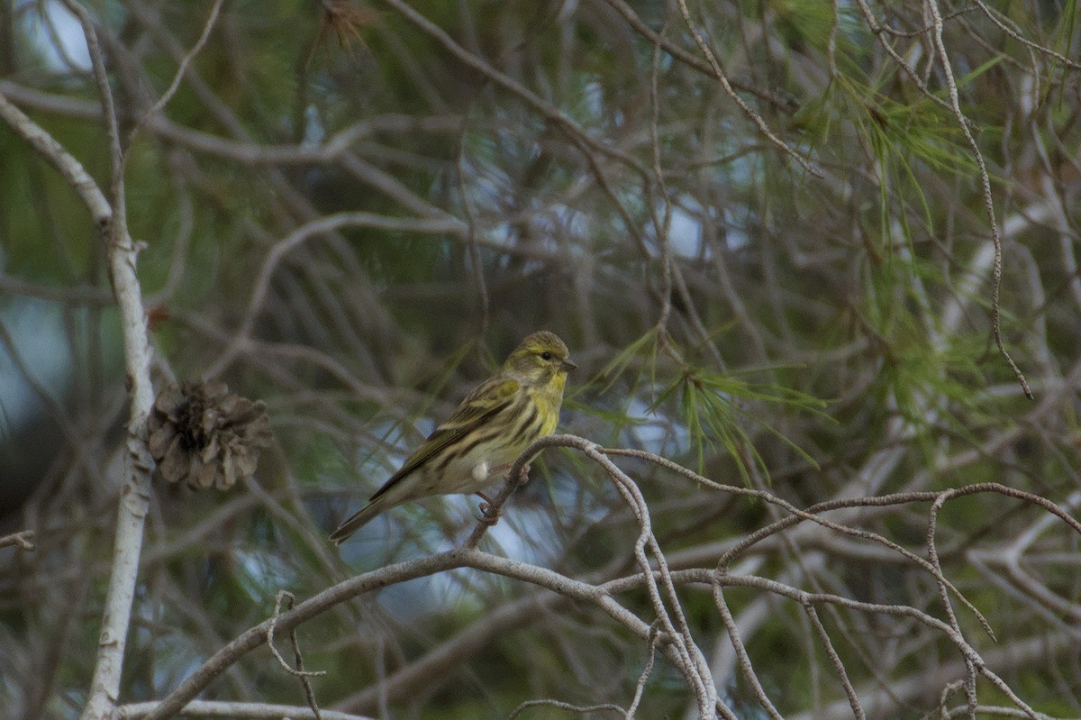 Girlitz - ML645833172