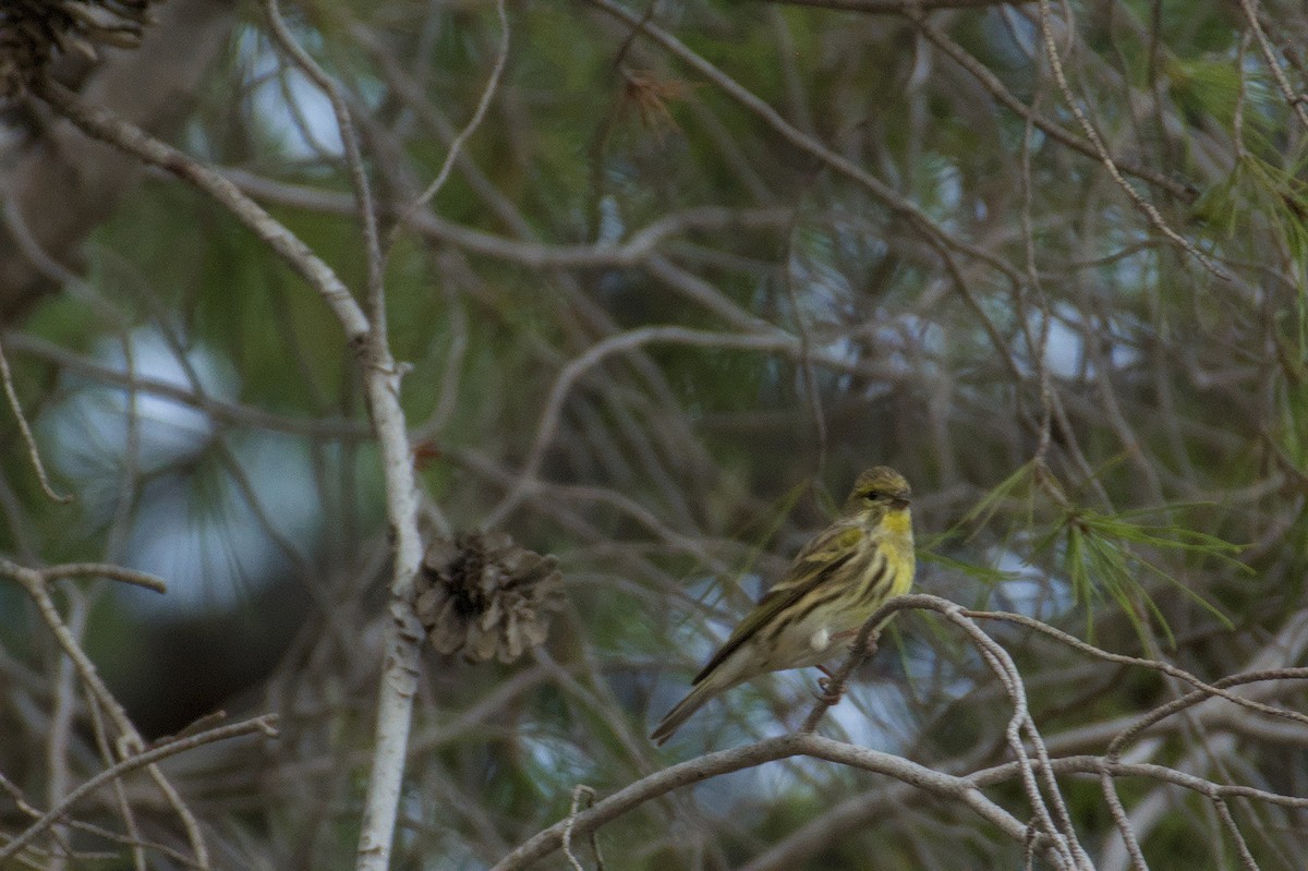 Girlitz - ML645833173