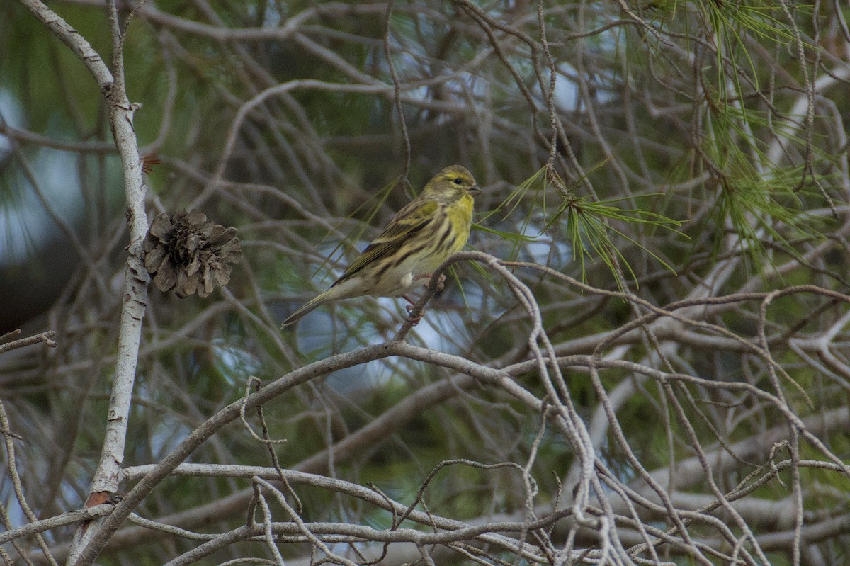 Girlitz - ML645833174