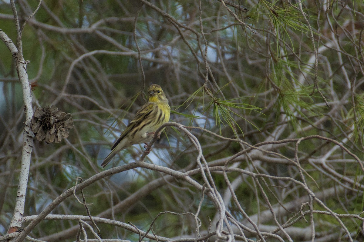 Girlitz - ML645833175