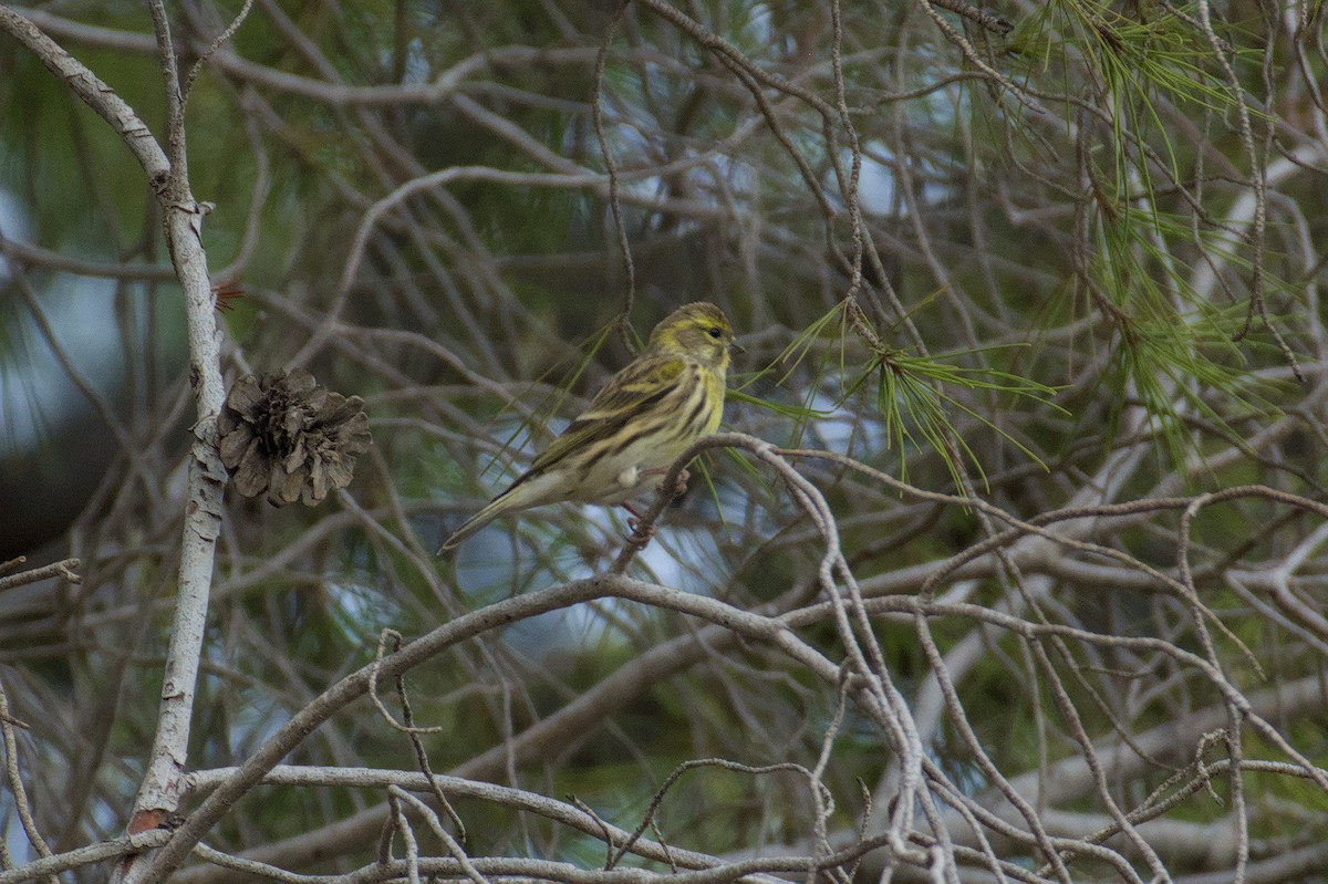 Girlitz - ML645833176