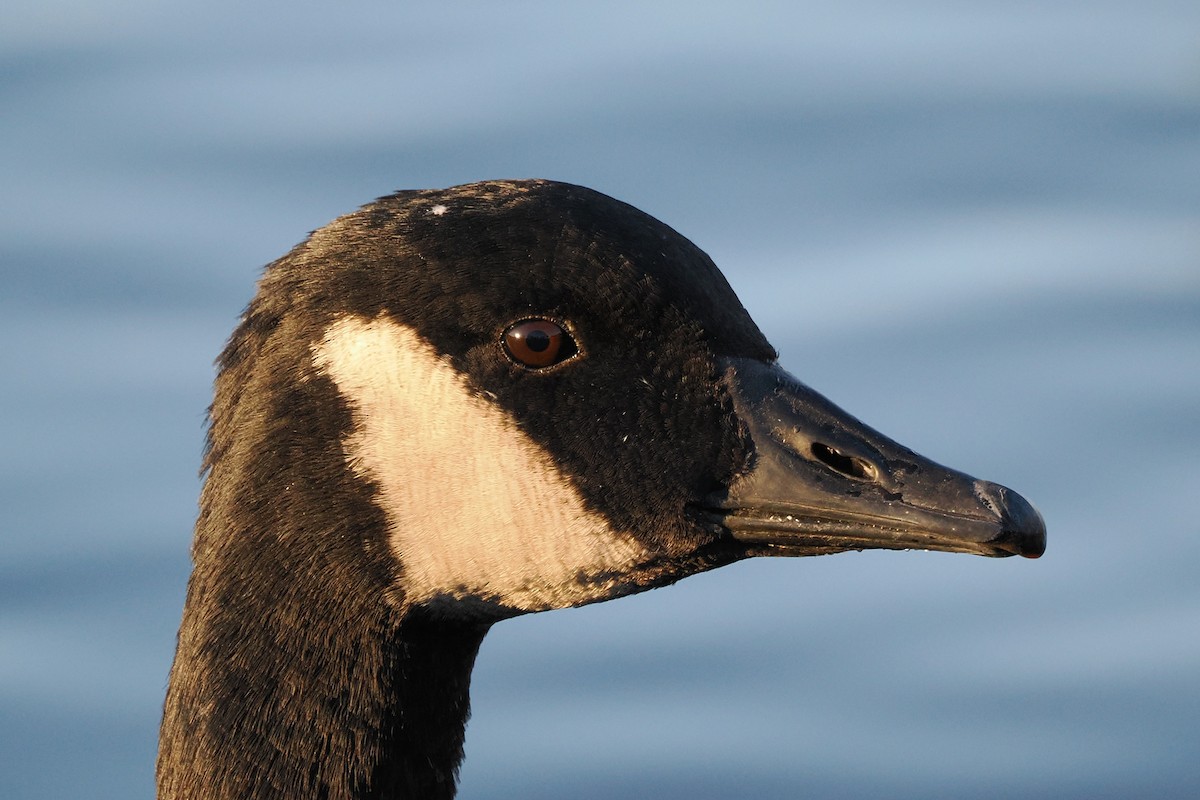 Canada Goose - ML645833181