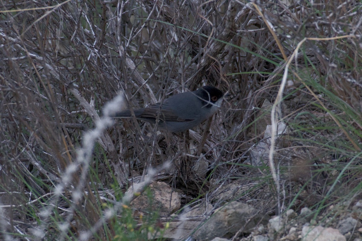 Txinbo burubeltza - ML645833182