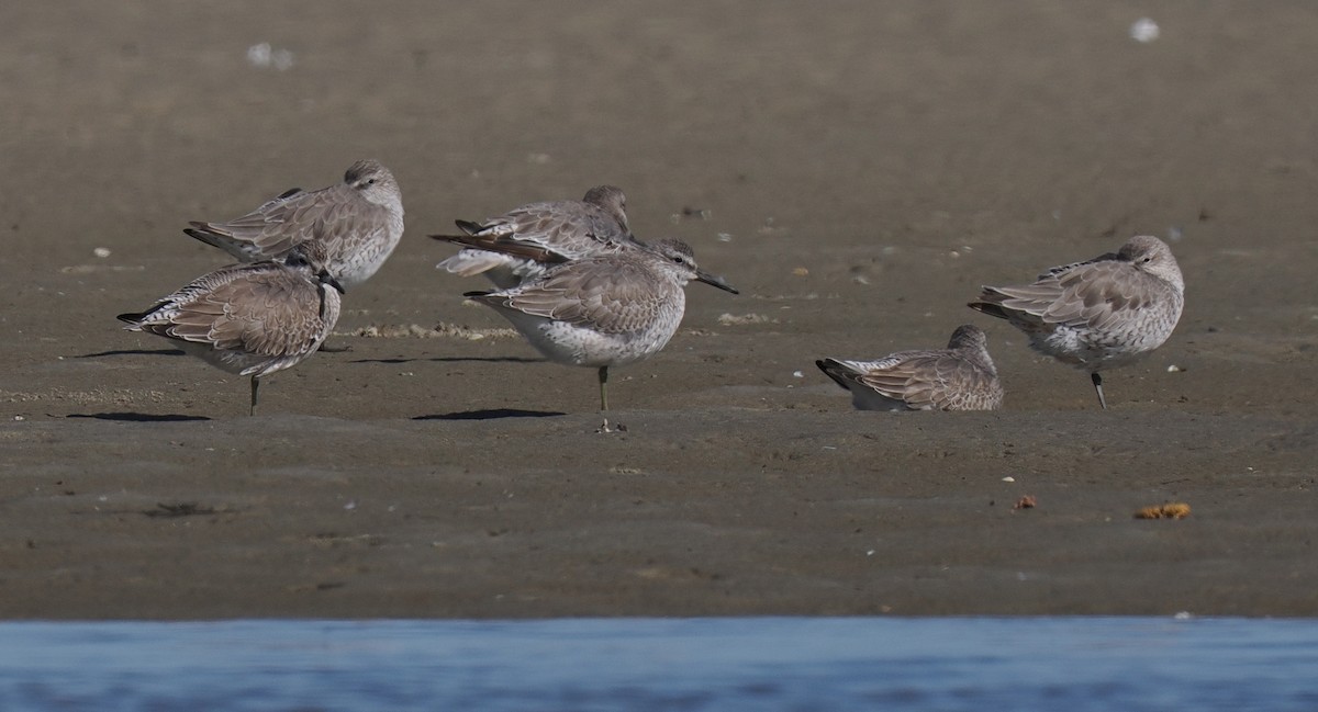 Bécasseau maubèche - ML645833187